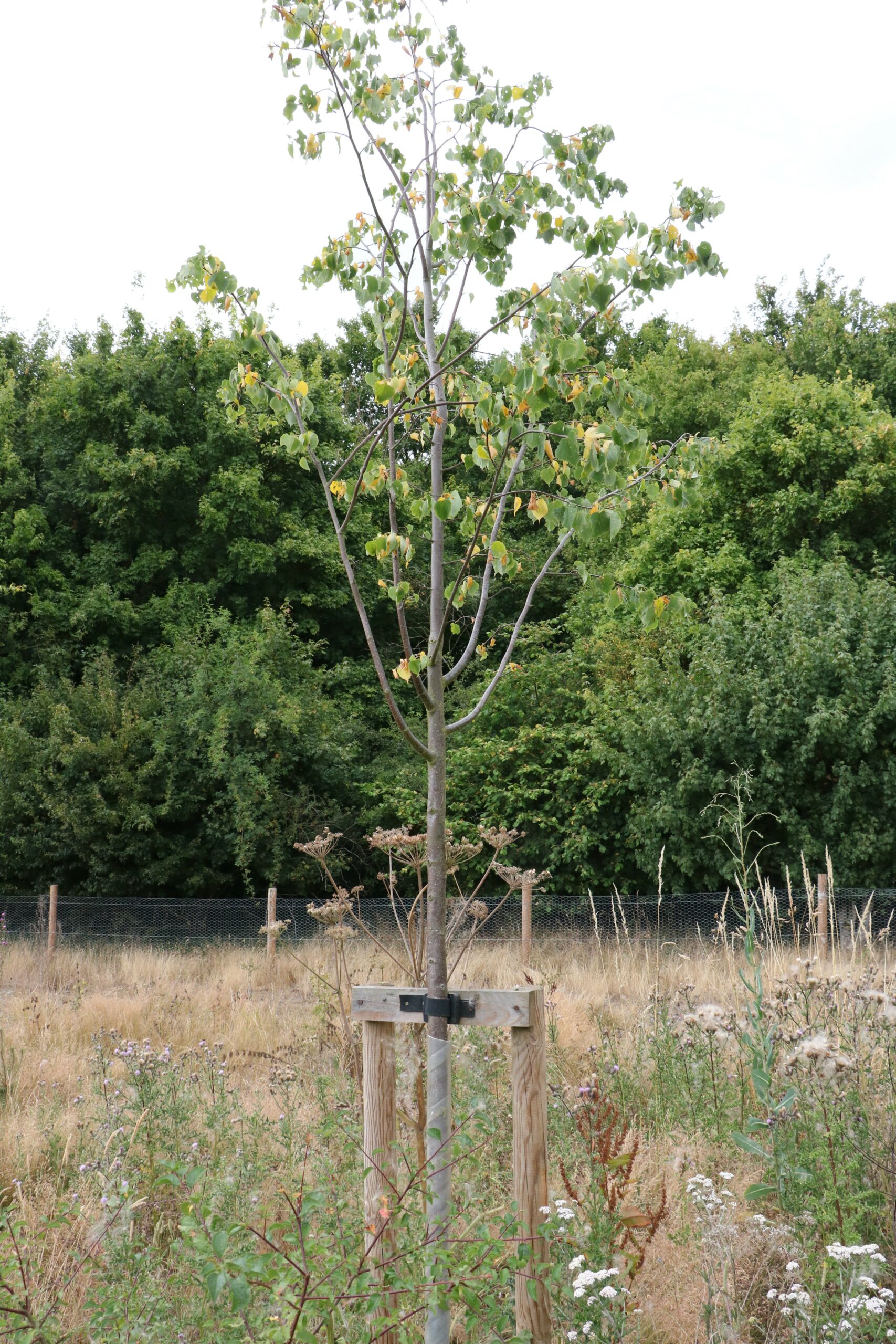 A young tree in the Community Woodland