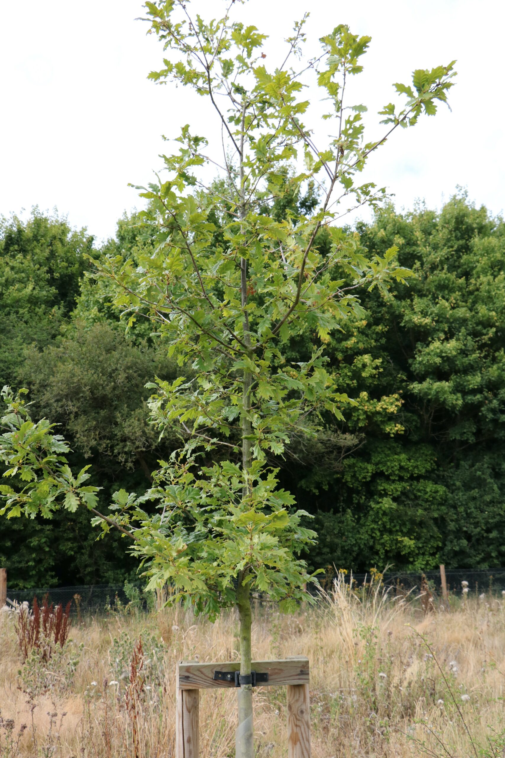 Semi mature woodland tree