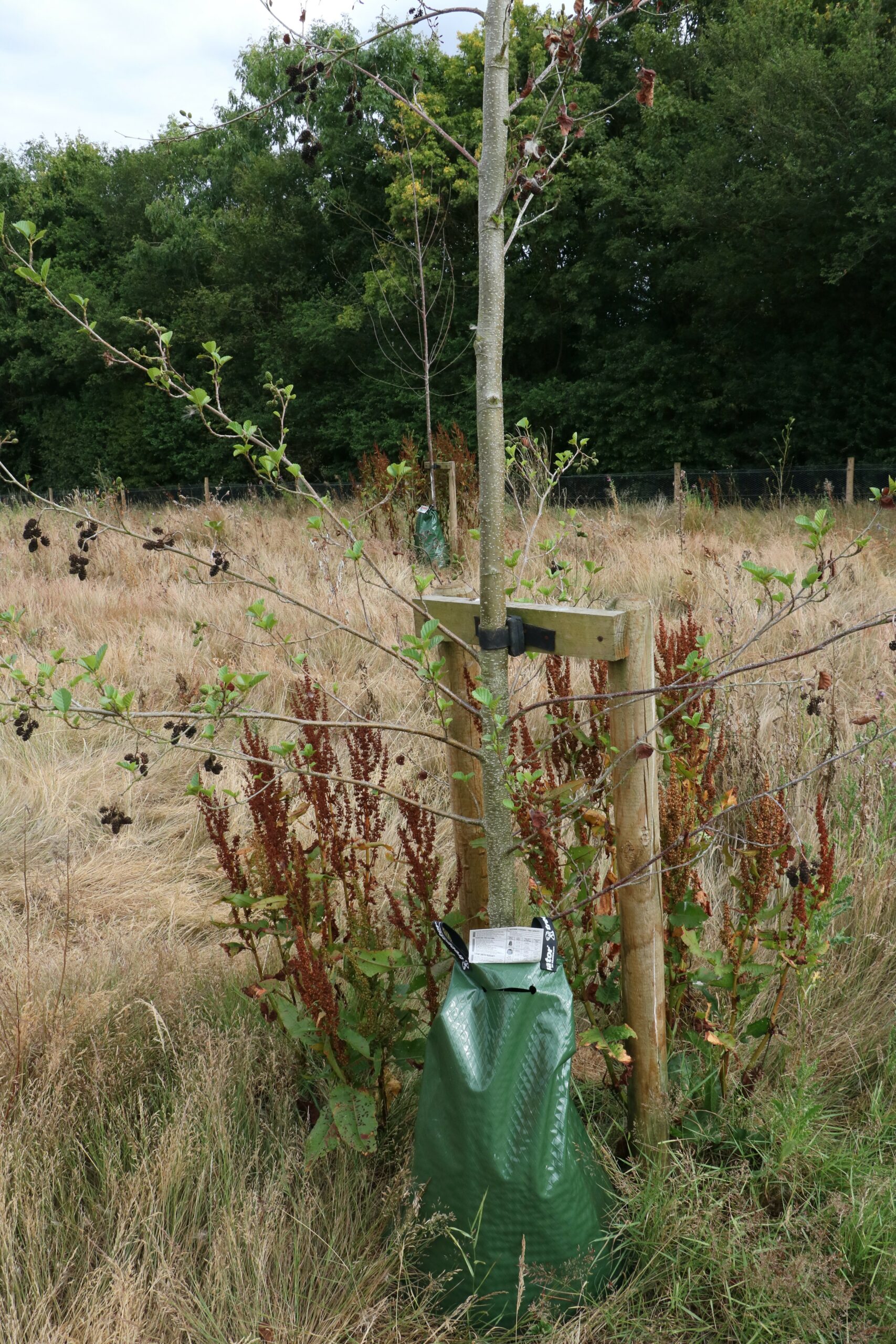 Whips in the Community Woodland