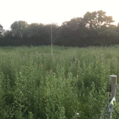 Community Woodland view